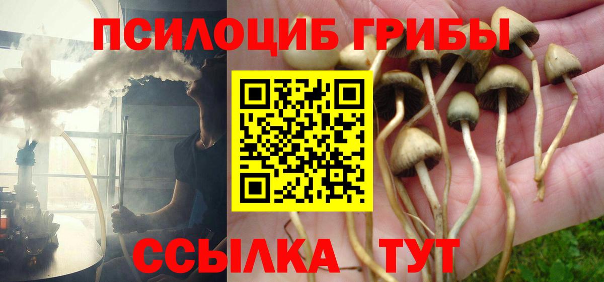 Псилоцибиновые грибы Psilocybine cubensis Красноуфимск